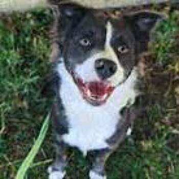 Border Collie Dogs Available for Adoption in Eureka, California - Calvin | PetCurious