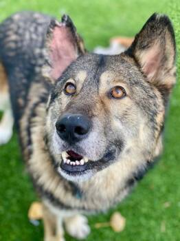 Rescue German Shepherd Dog and Husky Dogs for Adoption in Munster, Indiana - Bon Bon | PetCurious