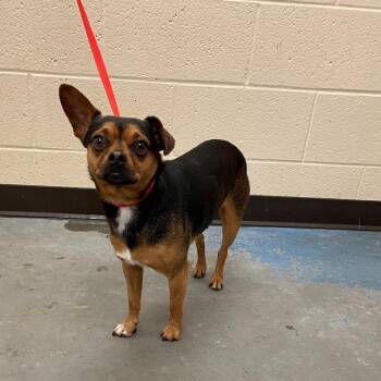 Mixed Breed Dogs Available for Adoption in Memphis, Tennessee - Taco | PetCurious
