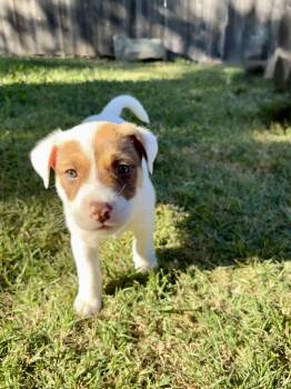 Rescue American Staffordshire Terrier and Dalmatian Dogs for Adoption in Citrus Heights, California - Teddy | PetCurious