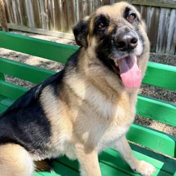 Heidi -  German Shepherd Dog Dog for Adoption in Dayton, Ohio - Heidi | PetCurious
