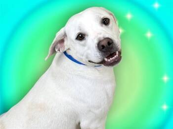 WILBY -  Labrador Retriever and Mixed Breed Dog for Adoption in Fort Lauderdale, Florida - WILBY | PetCurious