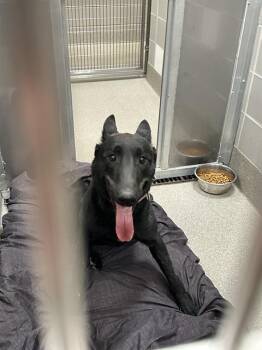 Belgian Shepherd Malinois Dogs Available for Adoption in Las Vegas, Nevada - MORGAN | PetCurious