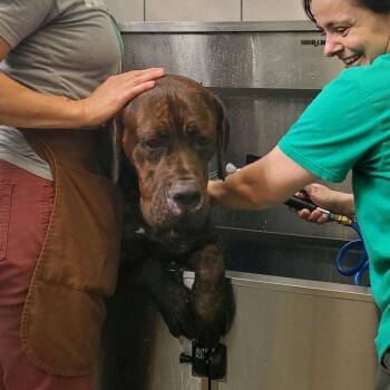 Sapphire -  Mastiff and Mixed Breed Dog for Adoption in Oak Park, Illinois - Sapphire | PetCurious