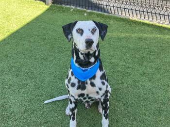 TYLAND -  Dalmatian Dog for Adoption in Tustin, California - TYLAND | PetCurious
