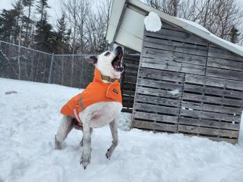 Mixed Breed Dogs Available for Adoption in Trenton, Maine - Scooby | PetCurious