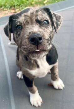 Catahoula Leopard Dog and Pit Bull Terrier Dogs Available for Adoption - Keely | PetCurious