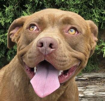 Beautiful Ms Bliss - SWEET -  American Staffordshire Terrier Dog for Adoption in North Valley, New Mexico - Beautiful Ms Bliss - SWEET | PetCurious