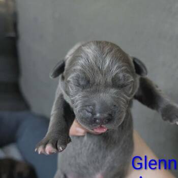Glenn -  Mixed Breed Dog for Adoption in Melbourne, Kentucky - Glenn | PetCurious