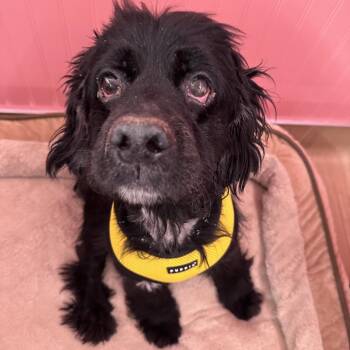 Gad 14497 -  Cocker Spaniel Dog for Adoption in San Francisco, California - Gad 14497 | PetCurious