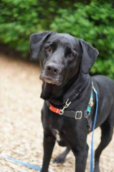 Labrador Retriever Dogs Available for Adoption in Vancouver, Washington - Buddy | PetCurious