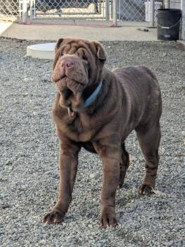 Shar Pei Dogs Available for Adoption - Foster Needed Vancouver Island (or A Short Ferry Trip Away…) | PetCurious