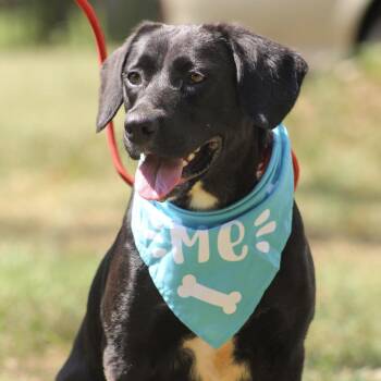 Kobocha -  Labrador Retriever Dog for Adoption in Columbia, South Carolina - Kobocha | PetCurious
