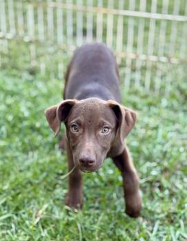 Deacon -  Terrier and Labrador Retriever Dog for Adoption in Lucedale, Mississippi - Deacon | PetCurious