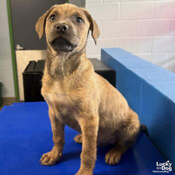 Australian Cattle Dog Blue Heeler and Australian Shepherd Dogs Available for Adoption in Washington, District Of Columbia - Conner | PetCurious
