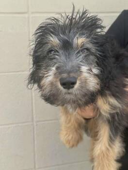 Hank OS in MS -  Labrador Retriever and Poodle Dog for Adoption in Warwick, Rhode Island - Hank OS In MS | PetCurious