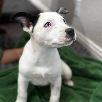 American Staffordshire Terrier Dogs Available for Adoption in Spring, Texas - Dolly | PetCurious
