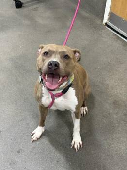 Pit Bull Terrier Dogs Available for Adoption - TRUFFLES | PetCurious