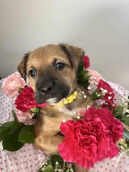 Dutch Shepherd Dogs Available for Adoption in Imlay City, Michigan - BookTok Fantasy Litter - Auren - Located In NC | PetCurious