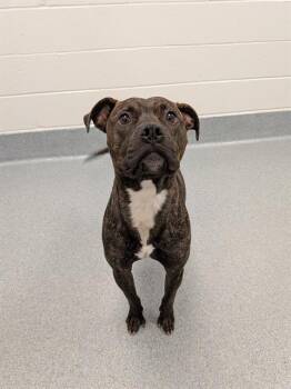 HANDSOME -  Pit Bull Terrier Dog for Adoption in Indianapolis, Indiana - HANDSOME | PetCurious