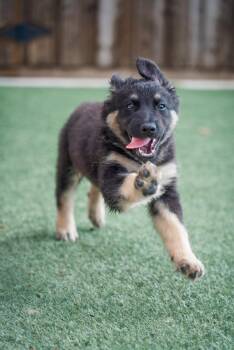 Sunny -  German Shepherd Dog Dog for Adoption - Sunny | PetCurious