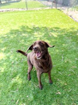 Labrador Retriever Dogs Available for Adoption in Daytona Beach, Florida - Dennis - 2 | PetCurious