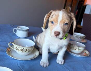 Peppermint - fostered in Omaha -  Beagle and Australian Shepherd Dog for Adoption in Overland Park, Kansas - Peppermint - Fostered In Omaha | PetCurious