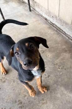 Pumba -  Mixed Breed Dog for Adoption in Hamden, Connecticut - Pumba | PetCurious