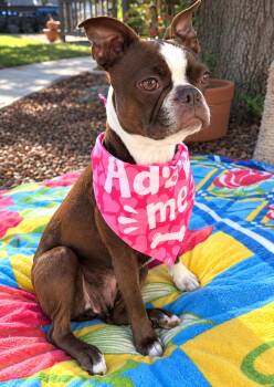 Roxy -  Boston Terrier Dog for Adoption in Santa Cruz, California - Roxy | PetCurious