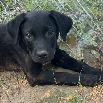 Blackie -  Black Labrador Retriever Dog for Adoption in Tunica, Mississippi - Blackie | PetCurious