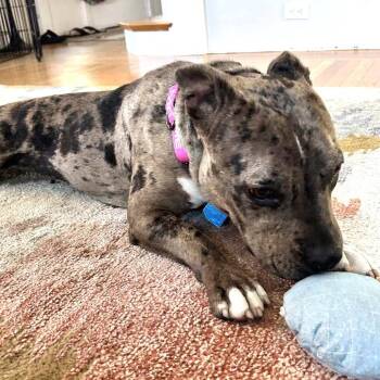 Fontana -  Mixed Breed Dog for Adoption in Oakland, California - Fontana | PetCurious