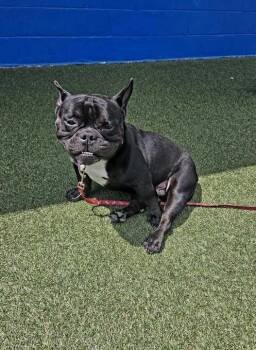 Noel -  French Bulldog Dog Available for Adoption in Elmwood, Louisiana - Noel | PetCurious