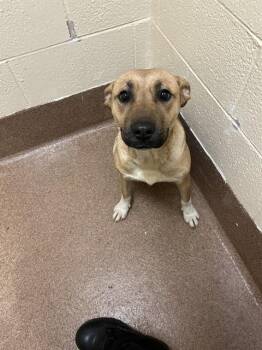 Pit Bull Terrier Dogs Available for Adoption - MATILDA | PetCurious