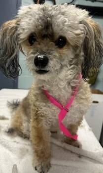 BELLA -  Poodle and Yorkshire Terrier Dog for Adoption - BELLA | PetCurious