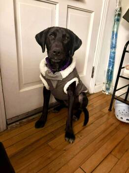 Labrador Retriever Dogs Available for Adoption in Westwood, New Jersey - Nico | PetCurious