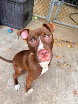 Lil Sweet -  Pit Bull Terrier Dog for Adoption in Chicago, Illinois - Lil Sweet | PetCurious