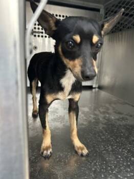 Rescue Chihuahua and Mixed Breed Dogs for Adoption in Fort Worth, Texas - 59823945 | PetCurious