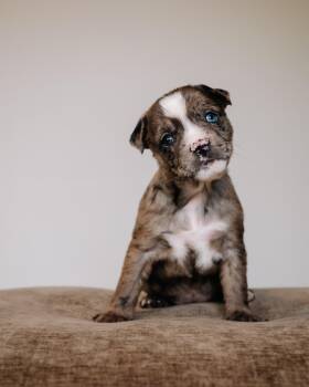Pug and Terrier Dogs Available for Adoption in Simsbury, Connecticut - Corona | PetCurious