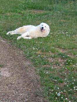Great Pyrenees Dogs Available for Adoption in Dickson, Tennessee - Leon | PetCurious