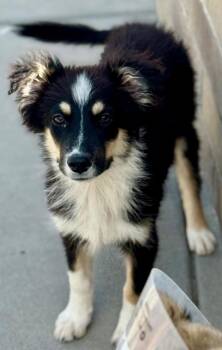Gandra Dee -  Australian Shepherd and Border Collie Dog for Adoption in Fort Lupton, Colorado - Gandra Dee | PetCurious