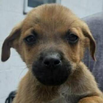 Terrier Dogs Available for Adoption in Waunakee, Wisconsin - Louis Lilac | PetCurious