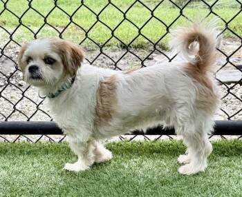 PORTOBELLO -  Shih Tzu and Mixed Breed Dog for Adoption in Sarasota, Florida - PORTOBELLO | PetCurious