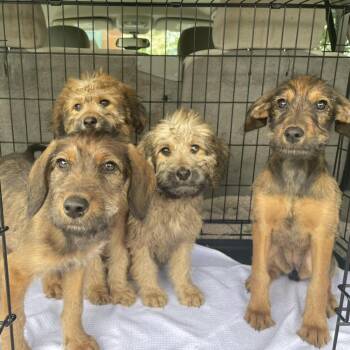 Standard Poodle and Wheaten Terrier Dogs Available for Adoption in Lakewood Ranch, Florida - Magnolia | PetCurious