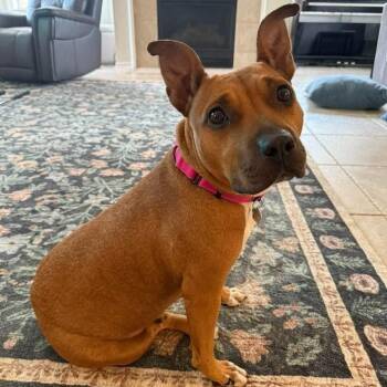 Pit Bull Terrier and Black Mouth Cur Dogs Available for Adoption in Friendswood, Texas - Lemon CAKE | PetCurious