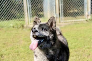 Lucille -  Shiba Inu Dog for Adoption in Ilderton, Ontario - Lucille | PetCurious