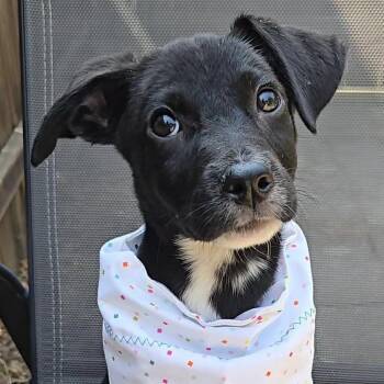 Dot -  Labrador Retriever and Mixed Breed Dog for Adoption in Normal, Illinois - Dot | PetCurious