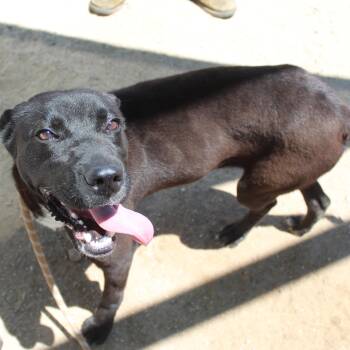 Black Labrador Retriever Dogs Available for Adoption in Yucca Valley, California - Ninja | PetCurious