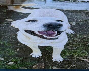 Rescue Labrador Retriever Dogs for Adoption in Tehachapi, California - Jeepers | PetCurious