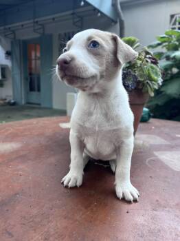 Ruth (Vintage Litter) -  Terrier Dog for Adoption in Woodside, California - Ruth (Vintage Litter) | PetCurious