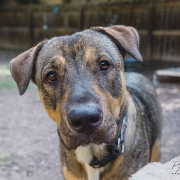 Rescue Rhodesian Ridgeback and German Shepherd Dog Dogs for Adoption in Boerne, Texas - Sadie | PetCurious